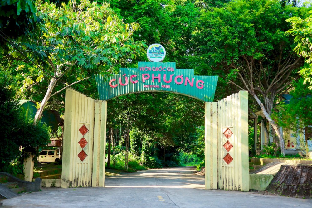 When you come to Cuc Phuong National Park, you will be immersed in a poetic natural space
